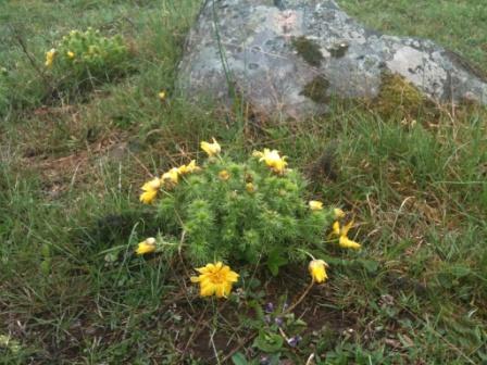 Arontorpsrosen i Borgehage